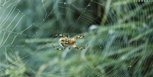 Orb Weaver Spider