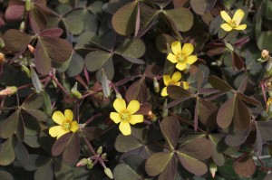 Oxalis - Broad Leaf Weed