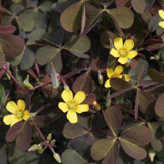 Oxalis - Broad Leaf Weed