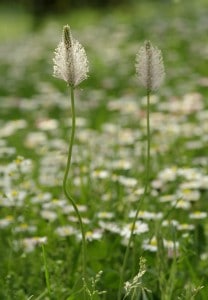 Plantain - lawn weed