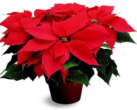 Poinsettias