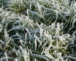 Preparing your lawn for the winter