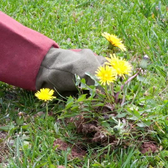Pulling Up Dandelions