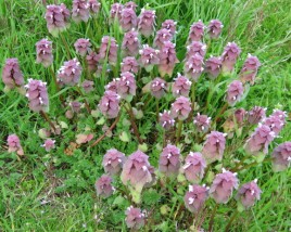 Purple Deadnettle