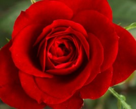 Red Rose