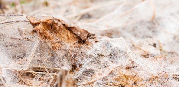 Snow Mold in spring