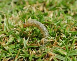 Sod Webworm