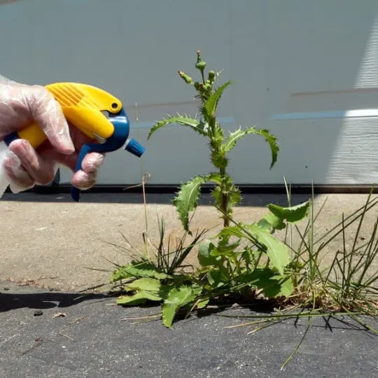 Spraying a Weed