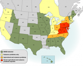 This map identifies states where BMSB's are detected, where it's a nuisance problem only, and where there are nuisance and agricultural damages reported. Source: www.stopbmsb.org