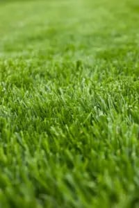 Tall Fescue