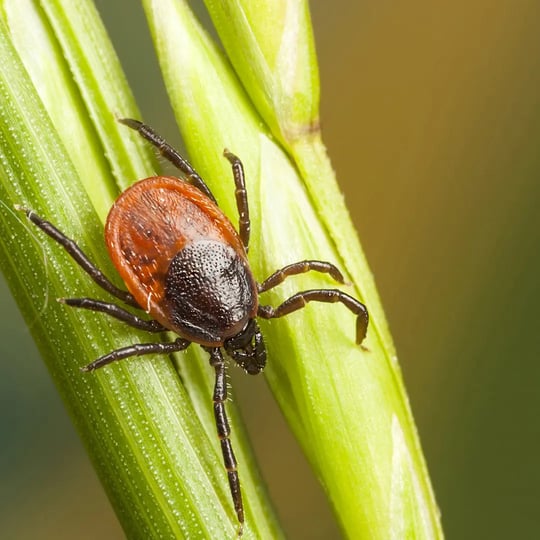 tick on a leaf