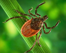 Tick before feeding