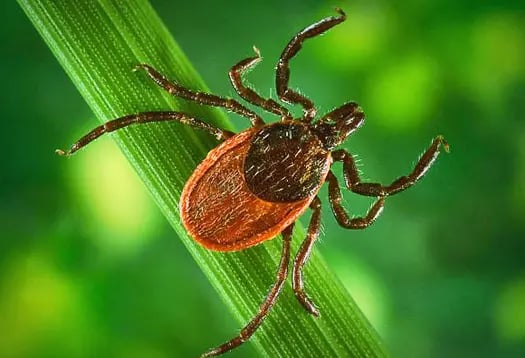 ticks in yard
