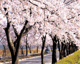 Blooming Trees