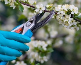 Professional Tree and Shrub Maintenance