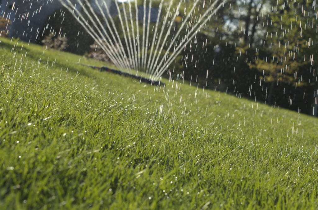 Watering lawn after overseeding
