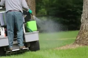 Apply Organic or Synthetic Weed Control to Your Lawn?