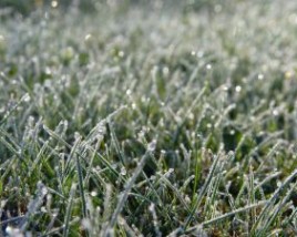 Winter lawn fertilizing