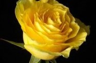 Yellow Rose