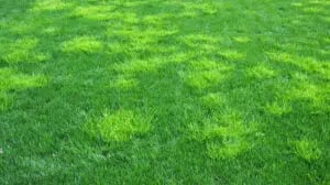 Rough Bluegrass