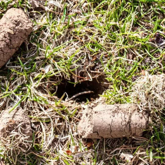 aeration plugs