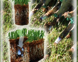 See the benefits of Core Aeration