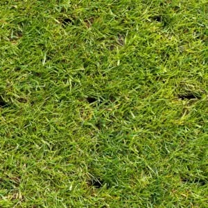 How To Fix Grass Growing in Clumps