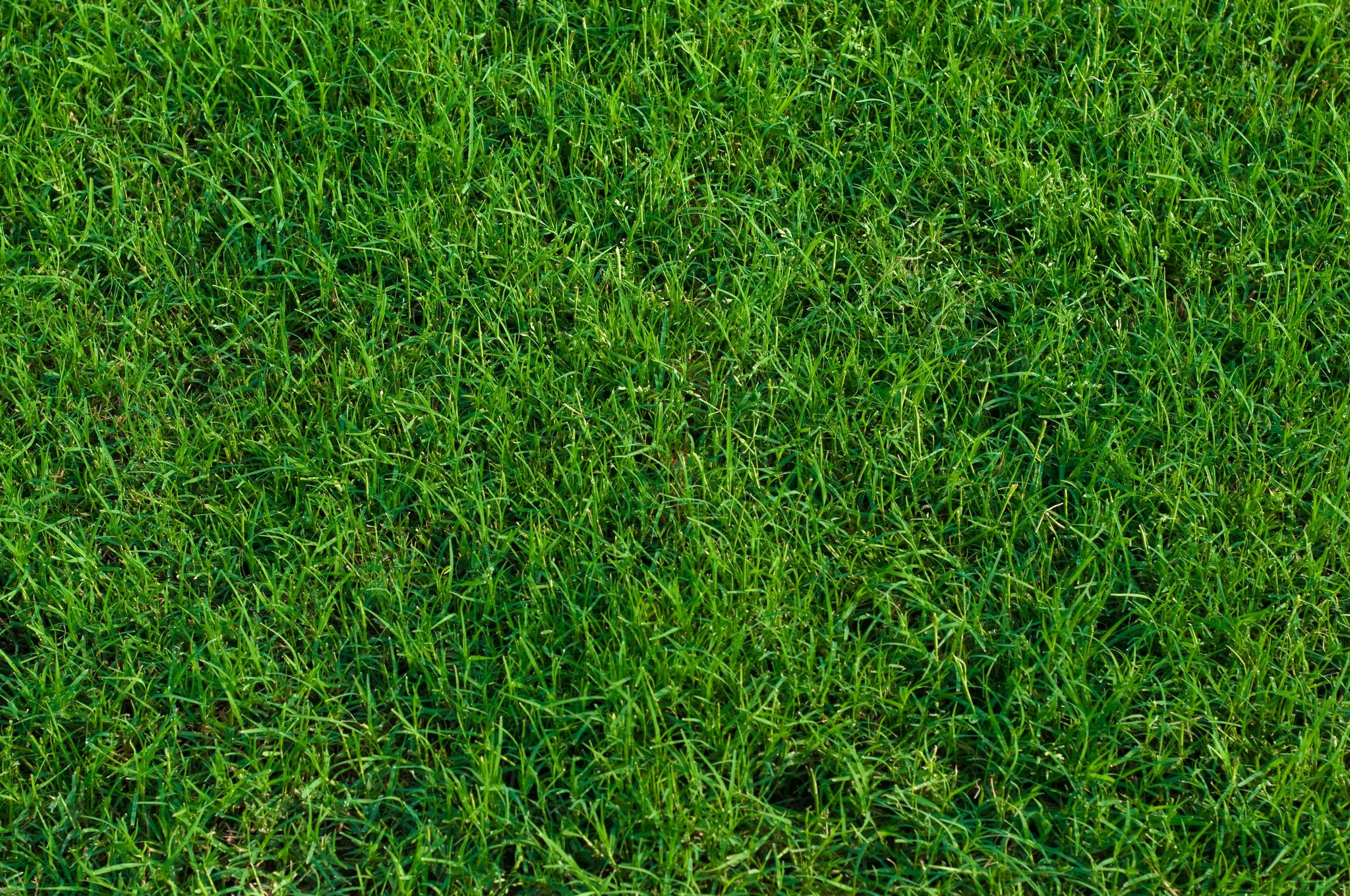 Bermuda Grass