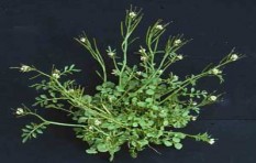 Bittercress