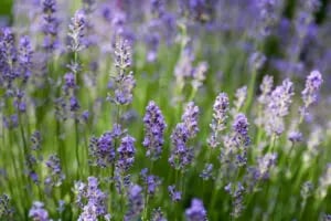 Blooming lavender in a field