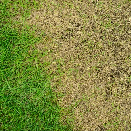 Dead Grass vs Dormant Grass