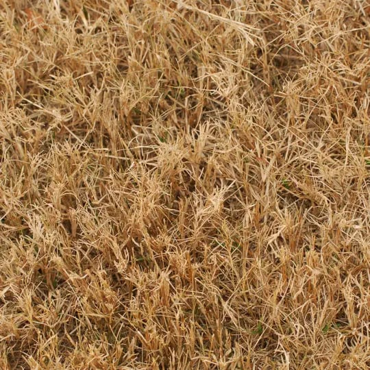 brown-lawn