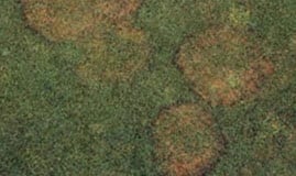 Brown Patch