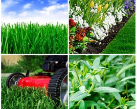 Fall Lawn Care