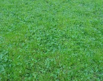 Clover Lawn