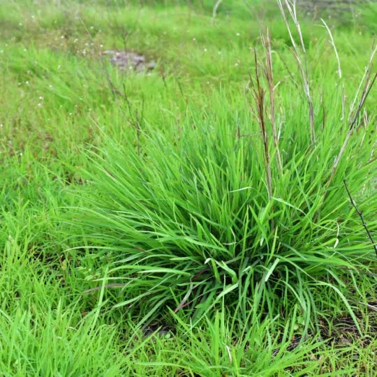 Why Is My Grass Growing in Clumps