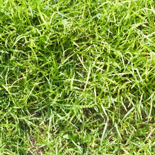 crabgrass
