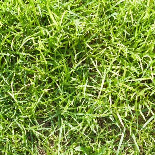 When does crabgrass germinate?