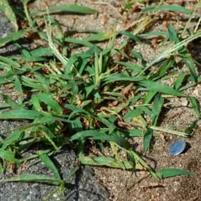 crabgrass