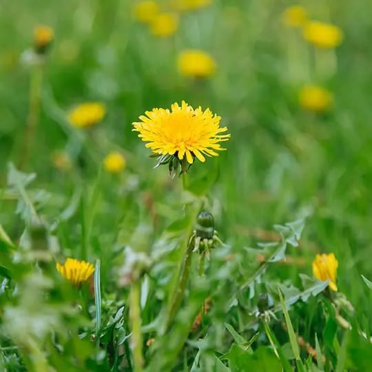 Dandelion in lawn