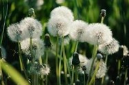 Dandelion seed heads