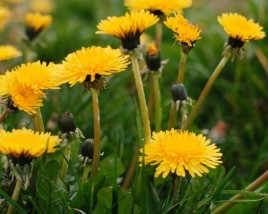 Yellow Fluffy Dandelions