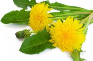 Dandelion