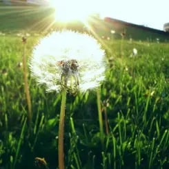 It's Dandelion Season