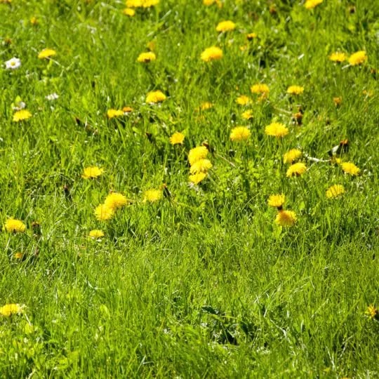 Most Common Spring Weeds in PA, NJ & DE