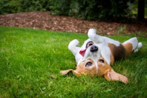 Is lawn flea and tick spray safe for dogs?
