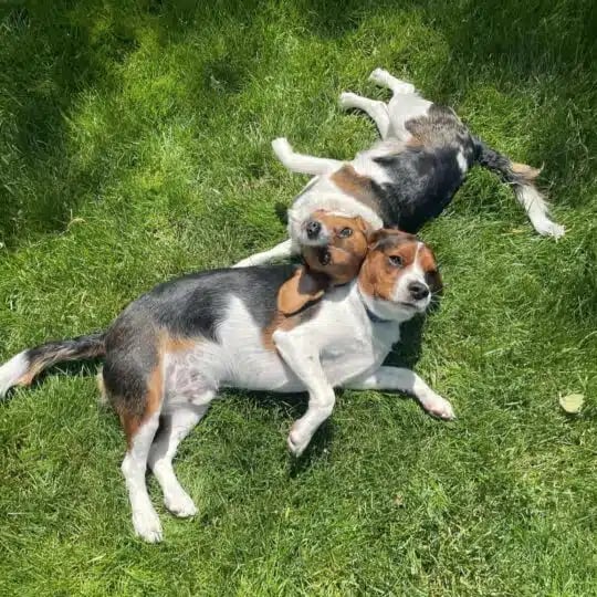 dogs rolling in the lawn