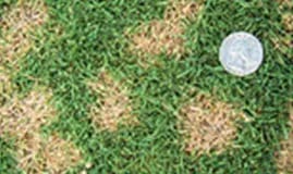 Dollar Spot