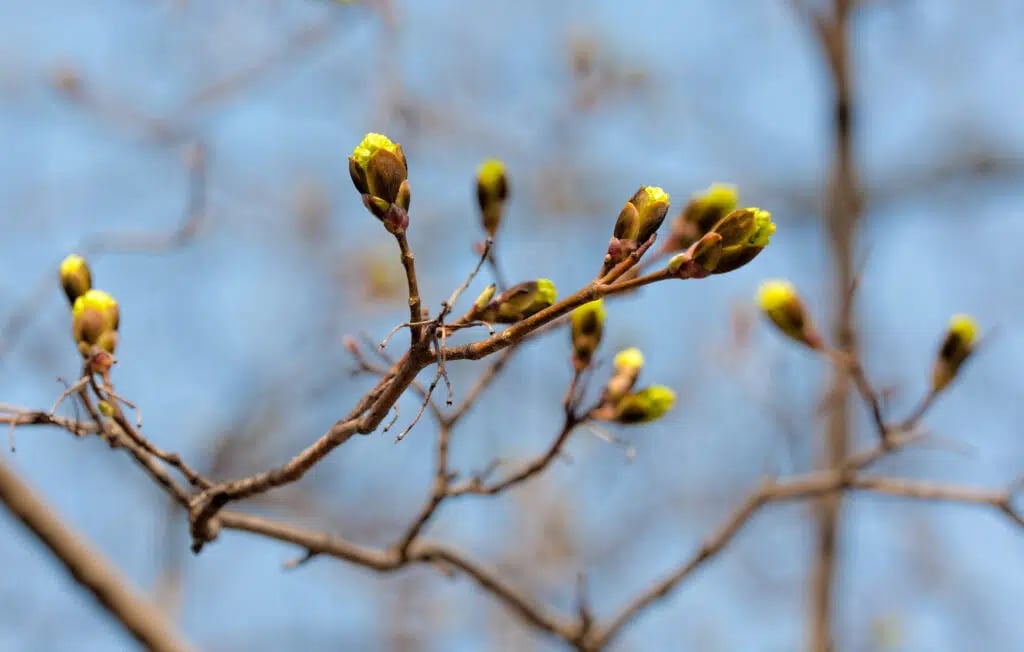 Dormant tree