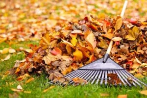 clean lawn waste